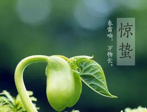 春雷响万物长惊蛰时节好养生