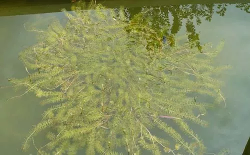 一般在2-3月份要把伊乐藻栽植到位,3-4月份要把轮叶黑藻栽植到位.