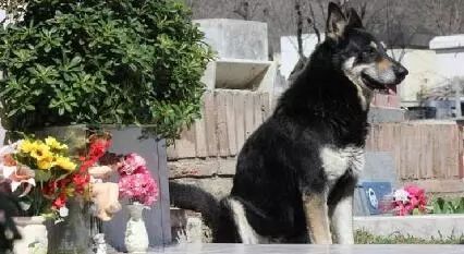 墓旁守护主人10年，最近这只狗狗和主人“团聚”了~