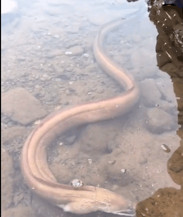 男子河边钓鱼发现"金色龙形生物,细看后吓一跳!