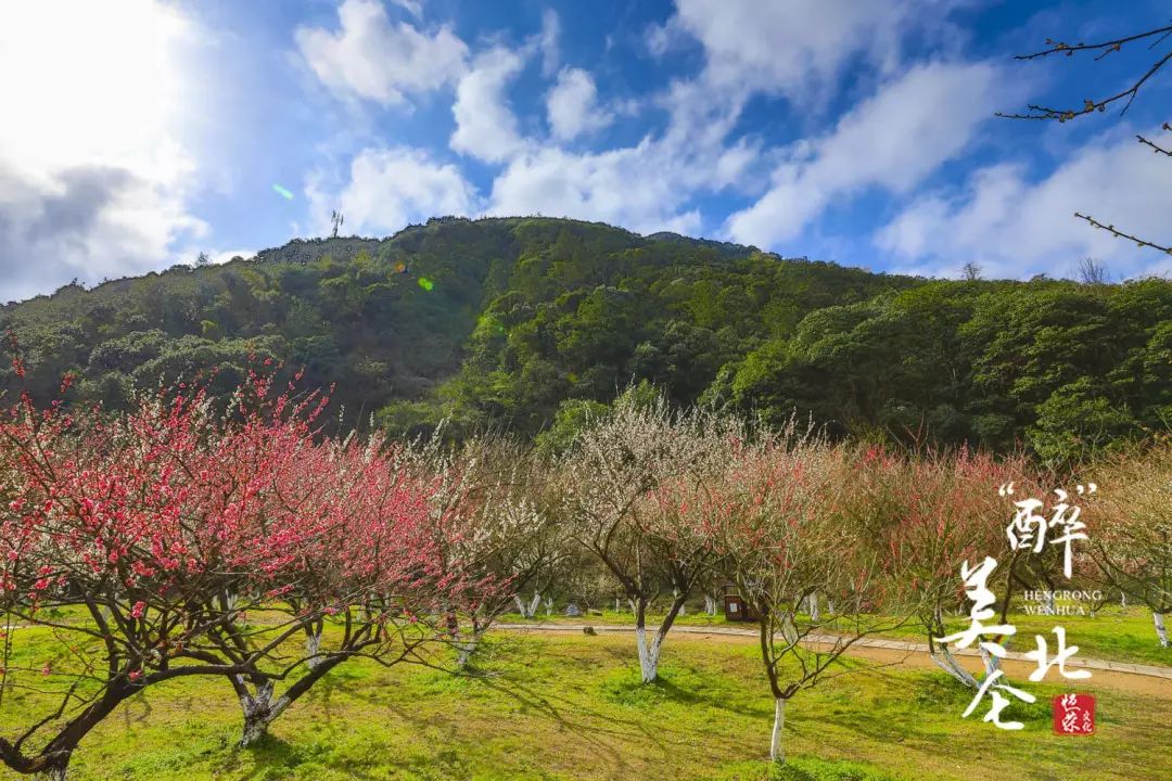 九峰山梅花实时播报.