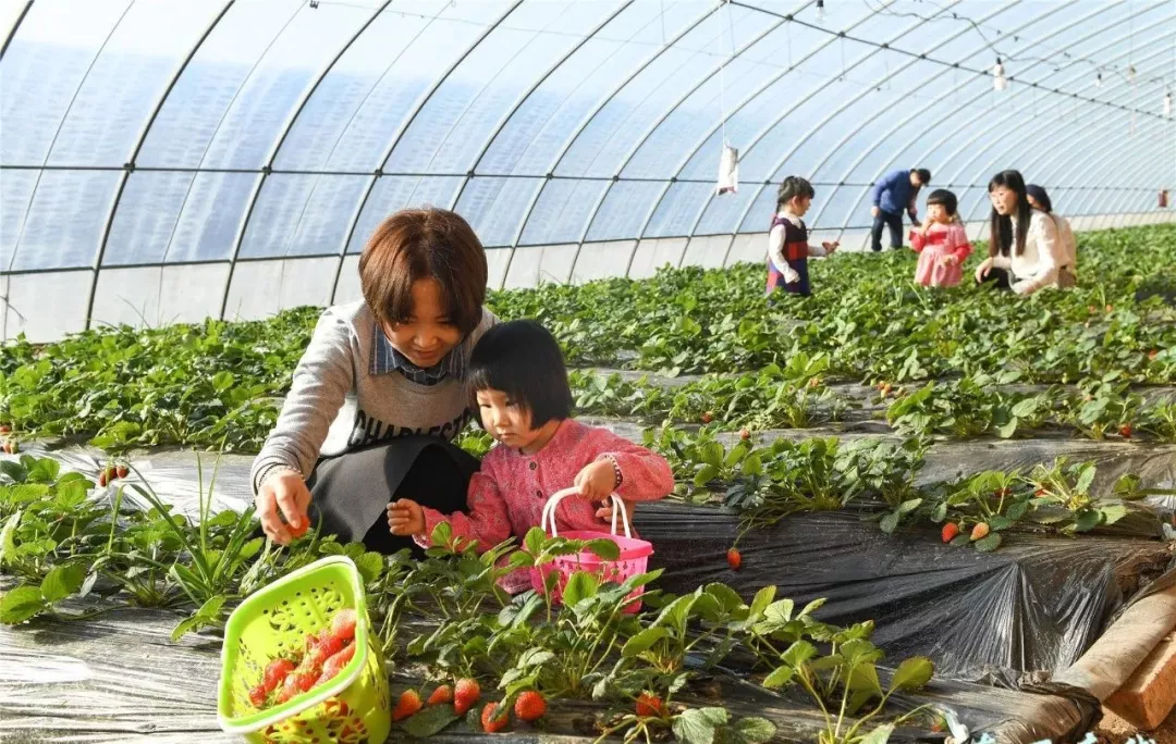 通过温室大棚种植出适合市场需要的蔬菜水果,同时开展采摘活带通企业