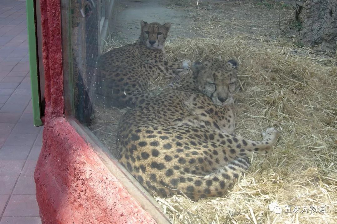 猎豹acinonyx jubatus,猫科猎豹属