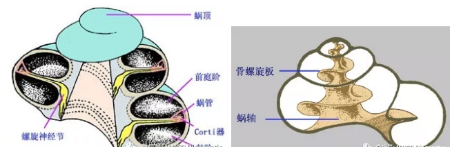 淮南龙湖南路惠耳助听器:耳蜗的结构与功能(一)