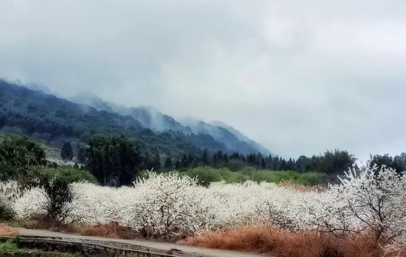 图|wei见闻 翁源水墨桃花主要集中在 龙仙镇李洞村桃花谷 江尾镇九仙