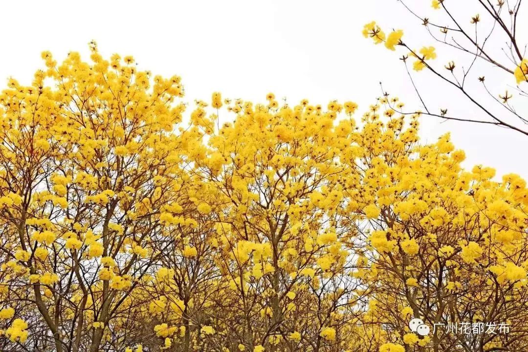 先来一波视频 ▼ 视频来源:广州花都发布 黄花风铃木 花语:黄花风铃