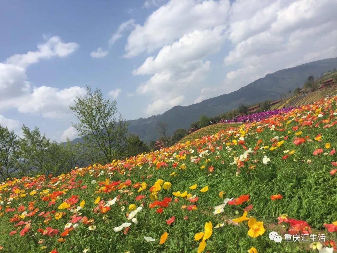 三八节重庆旅游景区免门票,这么多好耍的地方赶紧去打卡!