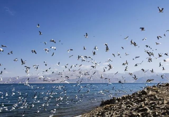 夏季,斑头雁,棕头鸥在班公湖鸟岛上生活,冬季再回到印度洋越冬.