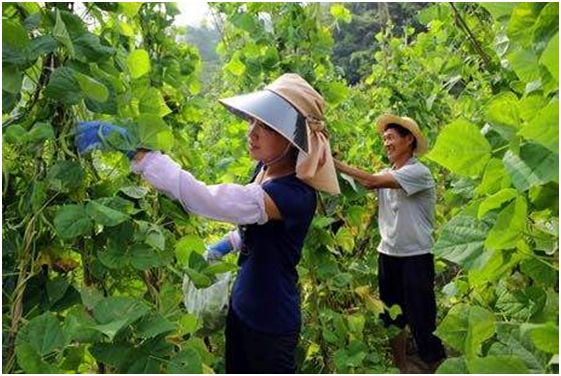 china说丨宁波探索农业物联网模式农民点点手机就能种地