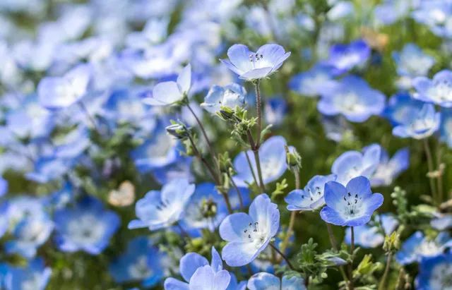 3月 | 日本 · 喜林草跟着《悦游》的脚步,去体验"花花世界"吧～我们