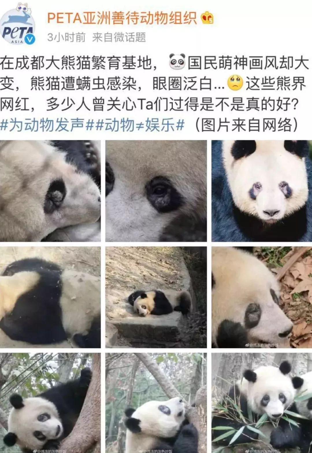 震惊微博的"熊猫惨遭螨虫毒害案",终于有了最好的解决方法!