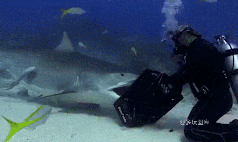 突然觉得鲨鱼也挺可爱的