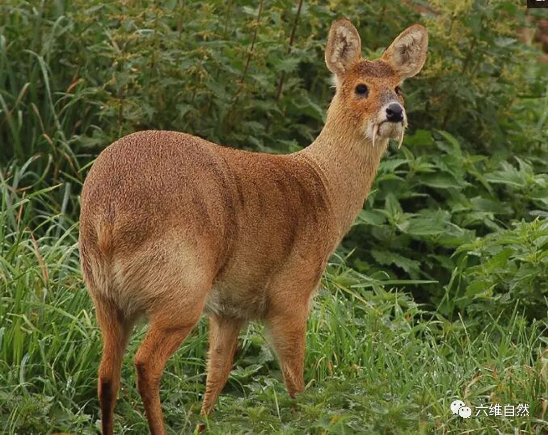 长着两颗獠牙的鹿,却无法保护还在繁育期的小獐