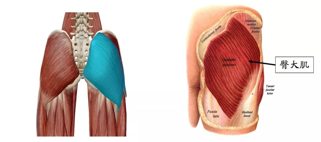 臀部肌肉解剖篇 臀部肌群由3块肌肉组成,分别是:臀大肌,臀中肌和臀小
