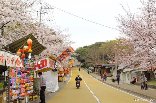 福冈的西公园是当地樱花最集中的地区,种有八重樱,染井吉野樱,大岛樱