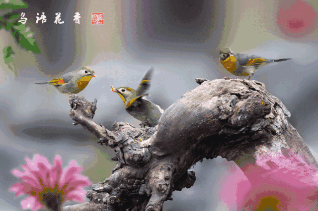壁纸 动物 鸟 鸟类 雀 640_426 gif 动态图 动图