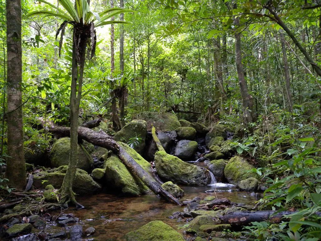 茂密的刚果雨林