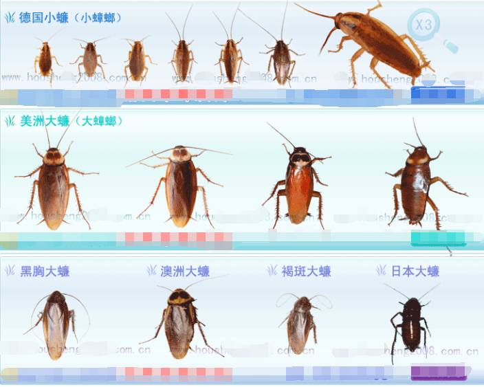 目前在办公室内危害比较严重的蟑螂种类主要有:德国小蠊,美洲大蠊,黑