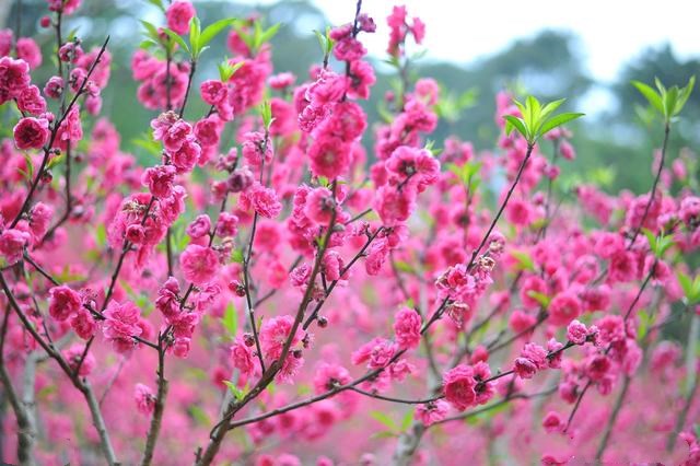 舟山桃花人口_明日方舟山