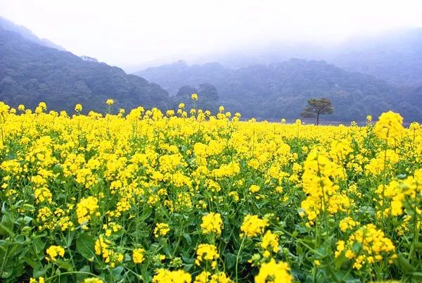 花期:2月至3月中旬 地址:增城正果湖心岛油菜花基地 交通:荔新公路