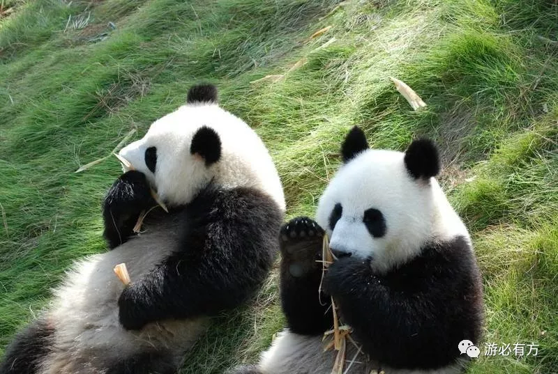 9:30---10:10到达德清下渚湖熊猫园,与德德和清清来一次亲密的接触