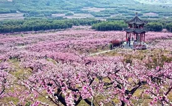 桃花:3月中~4月 观赏地点:象山影视城桃花园,泗洲头镇杨大场村等.