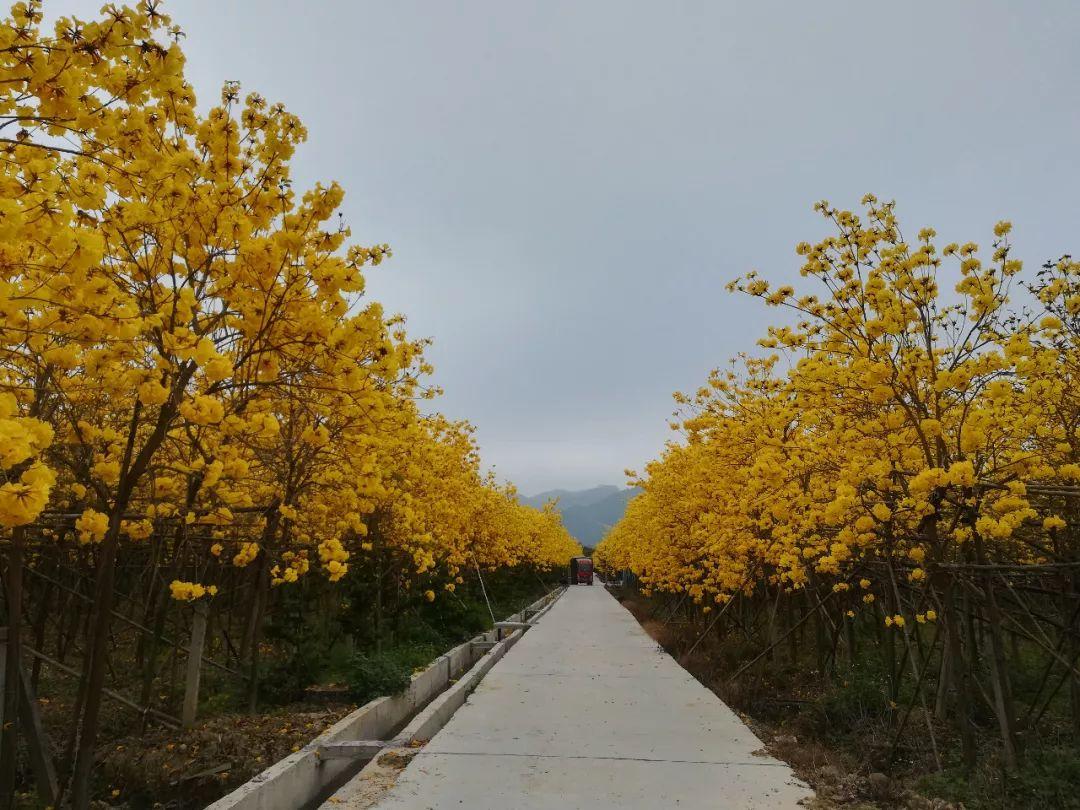 黄花风铃木,花语是感谢,花鲜黄色,花冠漏斗形,也像风铃状,开花时没有