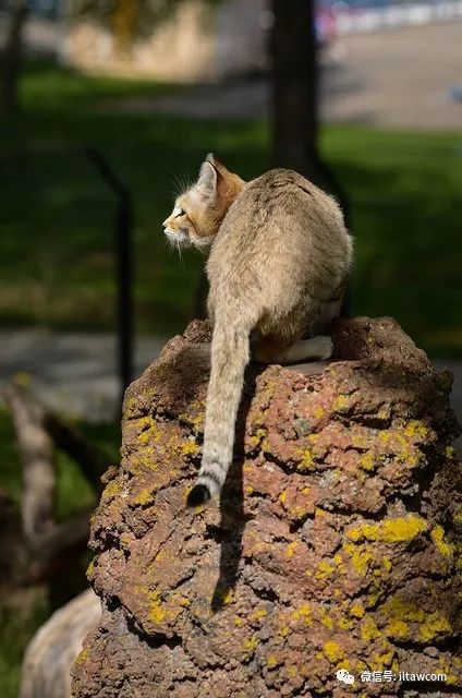 猫科大方脸沙漠猫了解一下