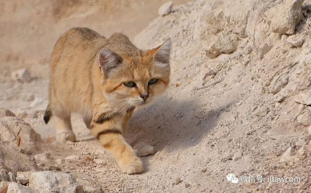 猫科大方脸—沙漠猫 了解一下