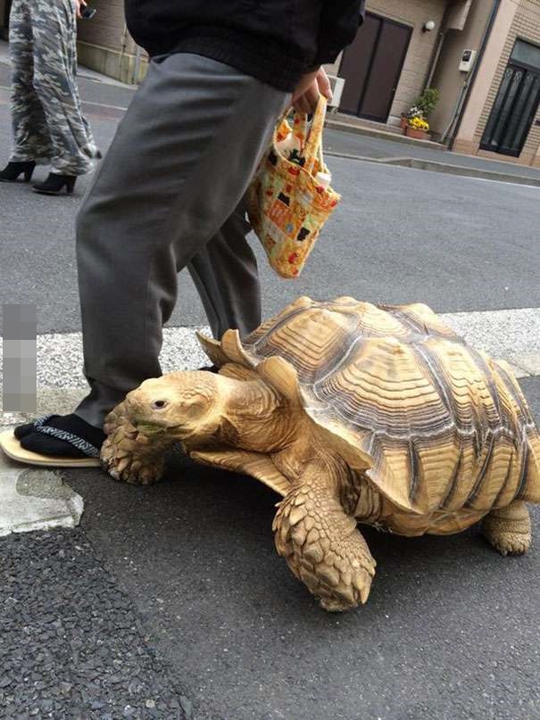 你见过和乌龟散步的人
