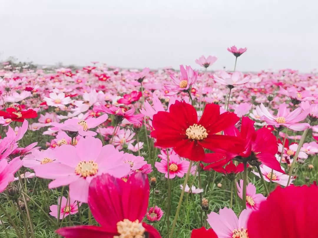 童心——情缘花海