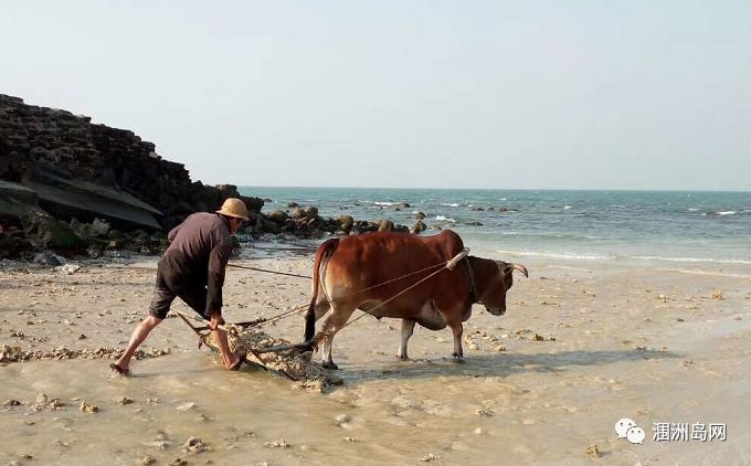 圩仔人口_东乡区马圩镇人口