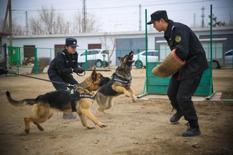 8妇女节走进训犬基地 带你了解警花与警犬