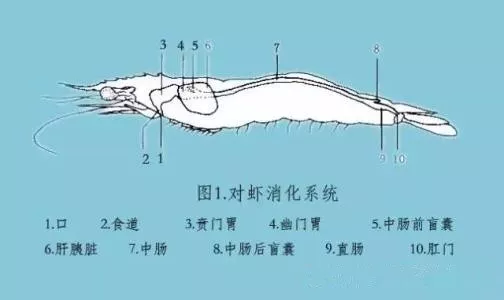 南美白对虾肝胰腺的形态结构发育过程和病变过程