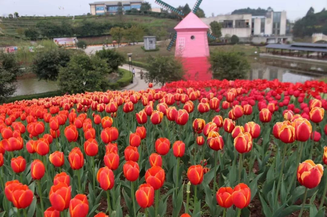 自贡周边的郁金香花开满山,错过就要再等一年.