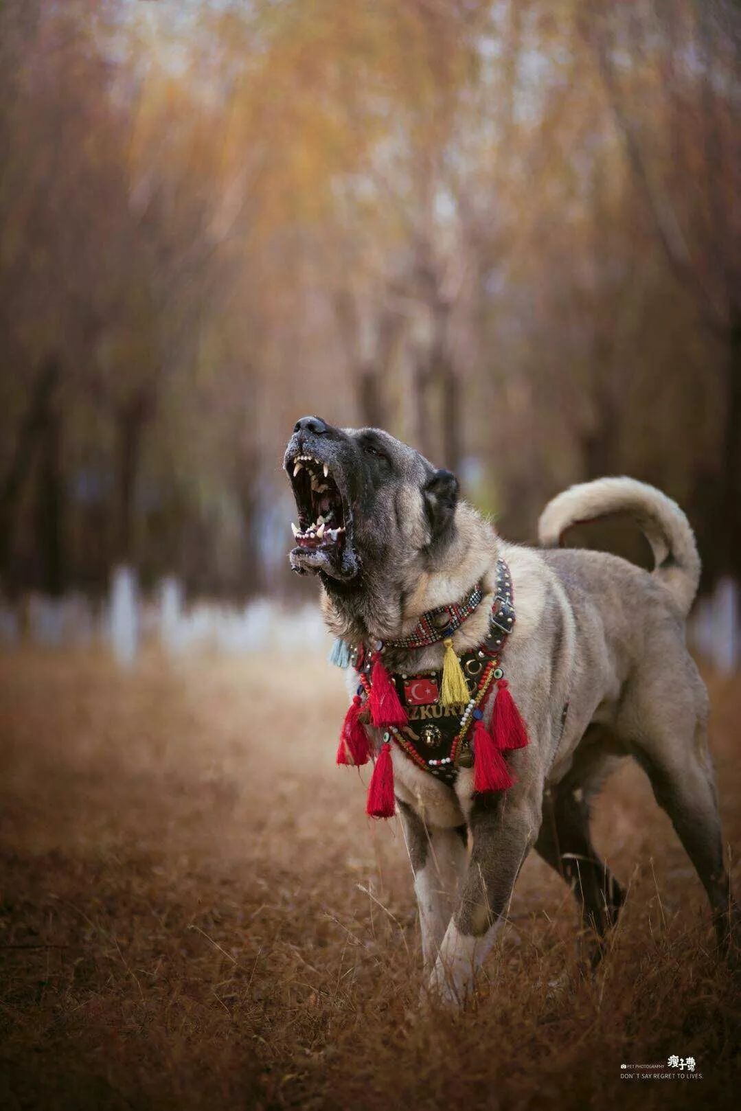 哪种犬最凶猛？凶猛恶犬排行榜！世界第一恶犬专为格斗而生！ - 哔哩哔哩