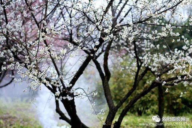 洛阳春雨润无声,隋唐梅园满园春