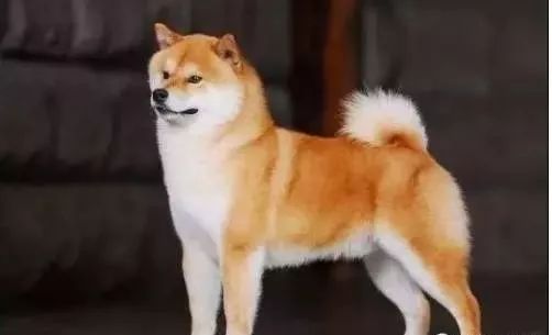 日本狗的英语怎么说