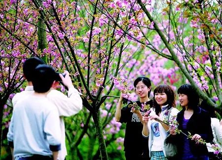 18. 成都·青白江樱花节