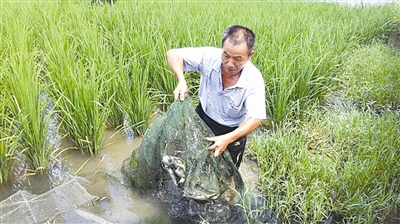 在湖南省浏阳市达浒镇金石村,孔蒲中经营着自己的家庭农场,其主要发展