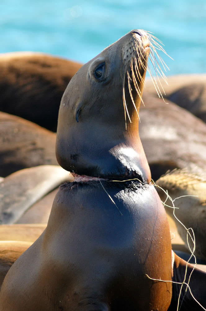 " 虽然有一只海豹被成功地拯救了,但还有无数深受塑料侵害的海洋动物