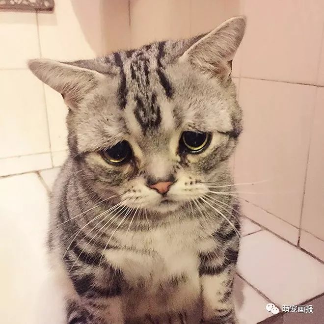 世界上最悲伤的一只猫咪,楚楚可怜萌化人心
