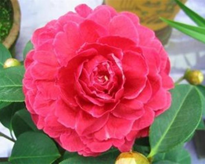 山茶花是云南省的省花（云南山茶花栽培种是怎么形成和演化的）