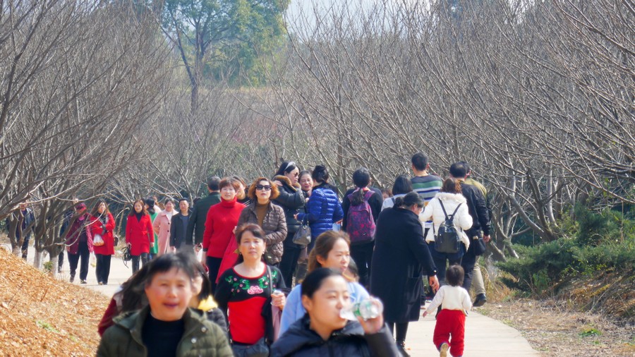 走在油菜花丛中赏樱花——岳阳羊角山生态博览园