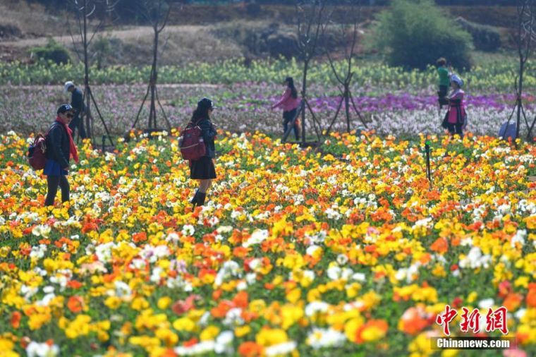 初春昆明鲜花盛开游客徜徉花丛