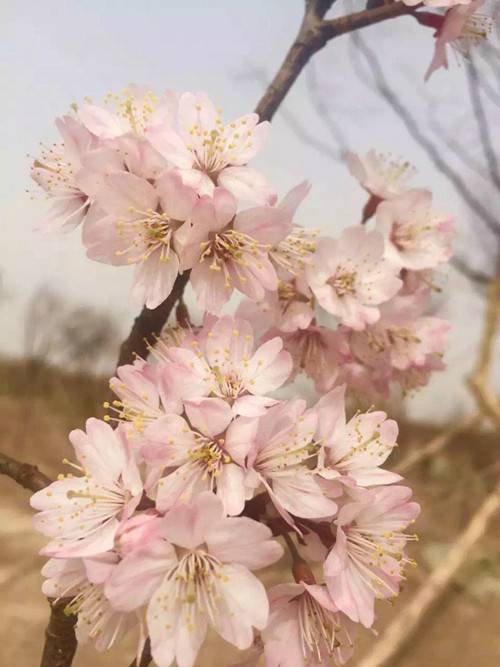 一票游三园 2018河南荥阳古柏渡第三届黄河樱花节启动