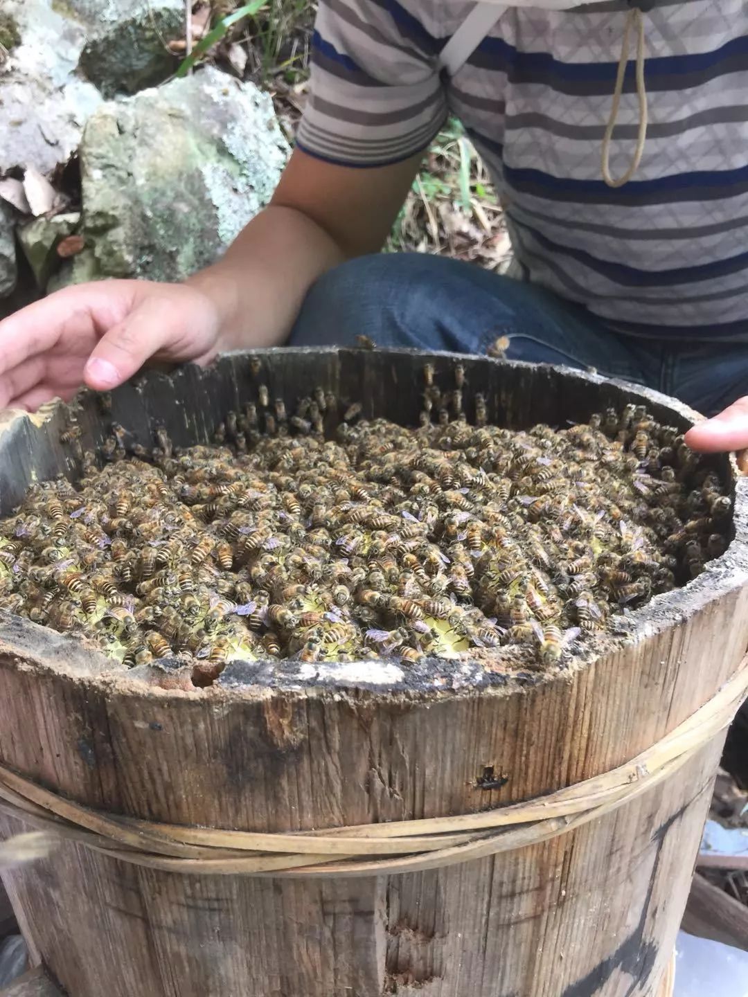 持续发展的方法,就是用圆木桶养蜂,不破坏大树,也能得到纯野生土蜂蜜