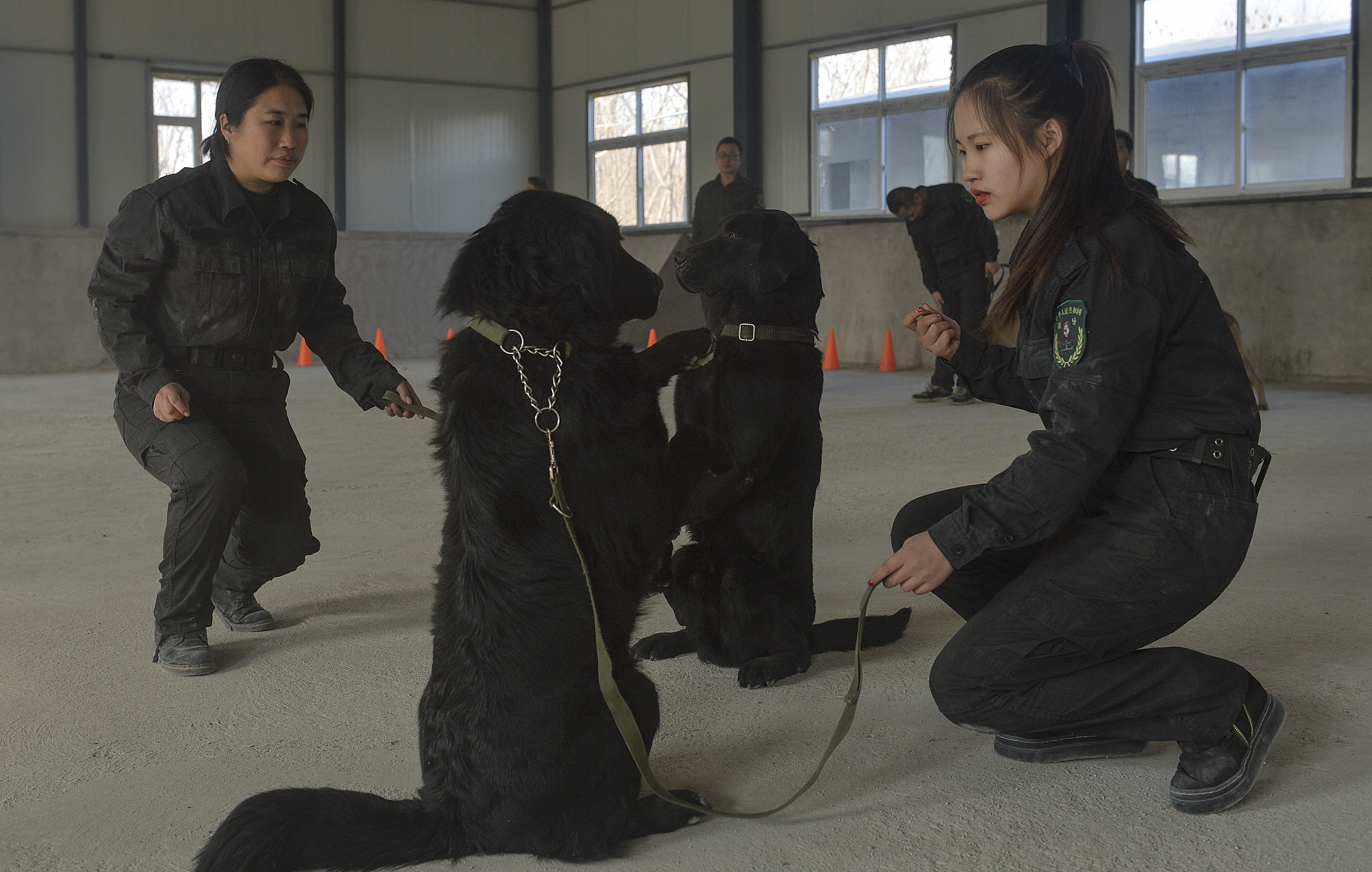 三八节探访高危训犬师:母女同台驯猛犬,女儿被扑咬疼坏妈