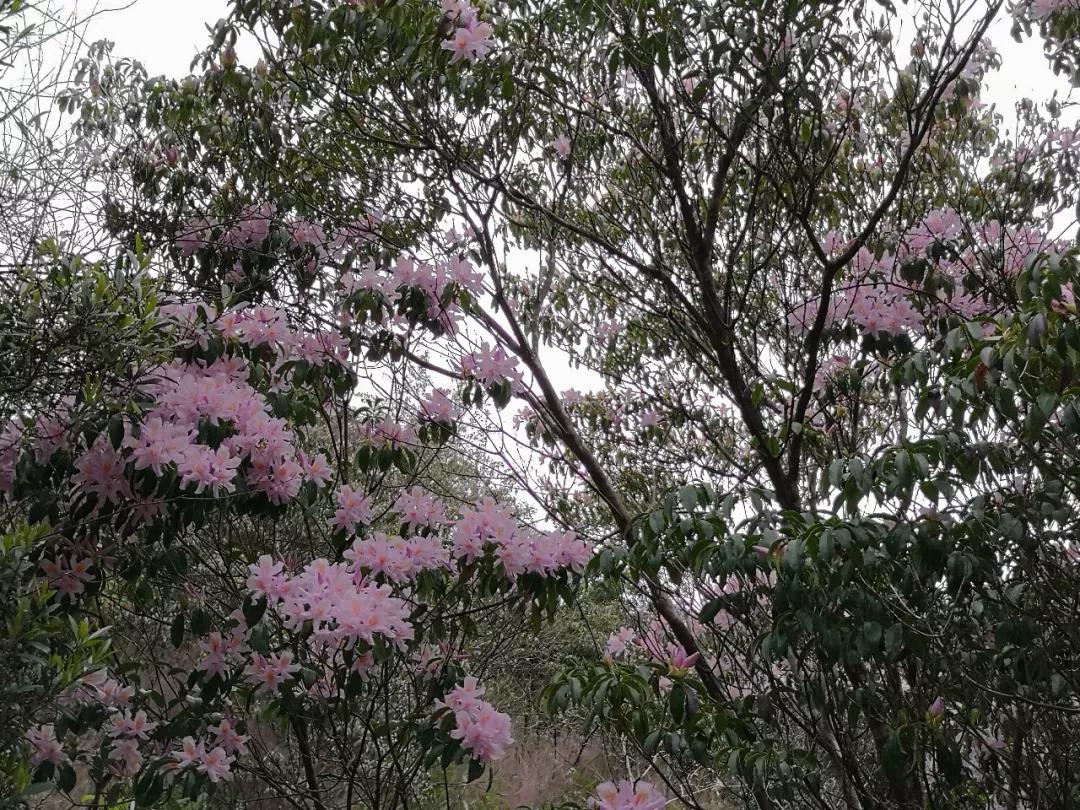 普宁后溪乡,杜鹃花也香!