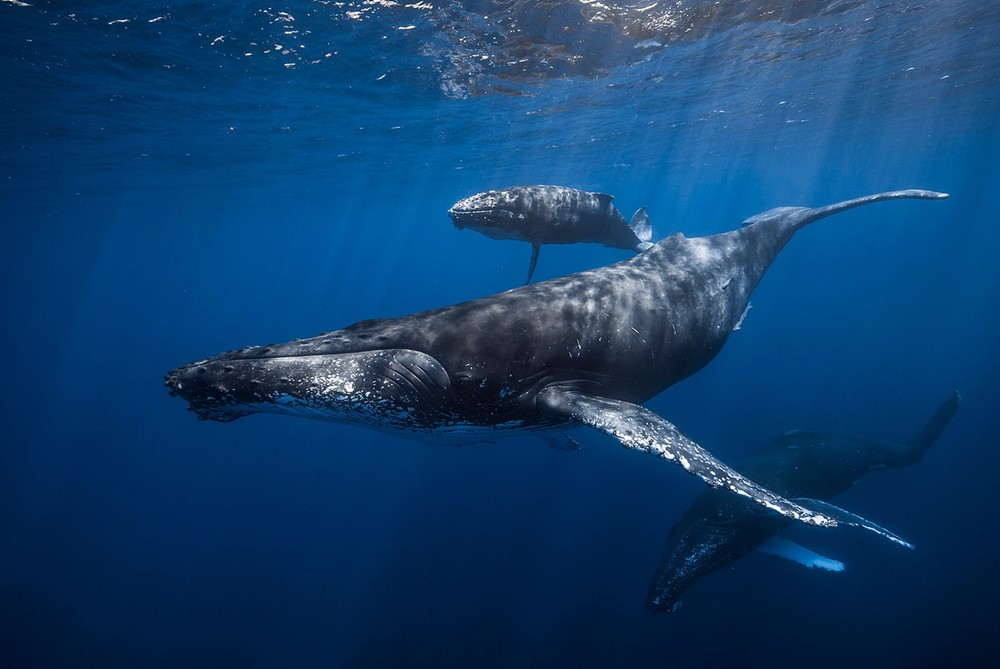 海浪鲸鱼猜什么成语_鲸鱼海浪油画(3)